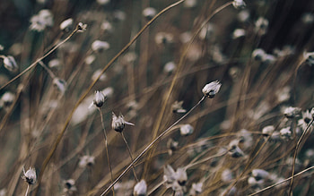 Grass, Background, Macro, Glare, Shine, Light, Branch HD wallpaper