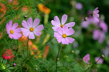 Flower, nature, plants, tree HD wallpaper