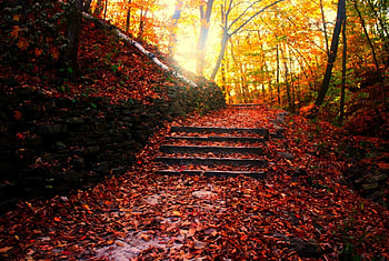 Autumn's Beauty, steps, trees, autumn, leaves HD wallpaper