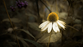 Beautiful Flower, nature, plants, close up, flower HD wallpaper