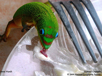 lizards on the plate, cute, green HD wallpaper