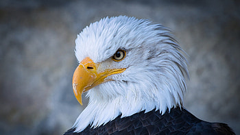 Regal Eagle, America, eagle, bird, USA, patriotic, predator, regal HD wallpaper