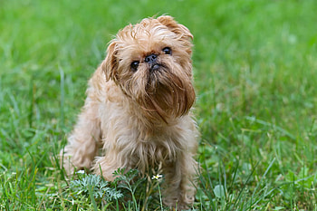 Brussels Griffon, Small dog breeds, Cute dogs, Popular pets HD wallpaper