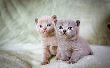 Animals, Sit, Couple, Pair, Beautiful, Kittens HD wallpaper
