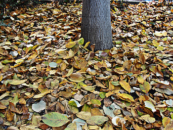 Leaves, season, yellow, autumn, tree HD wallpaper