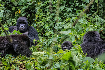 Virunga National Park, Park news, Archives, Conservation HD wallpaper
