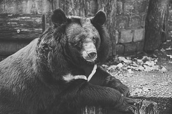 Animals, Bear, Sadness, Sight, Opinion, Bw, Chb, Sorrow HD wallpaper