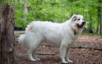 Pyrenean Mountain Dog, Cute Dogs HD wallpaper