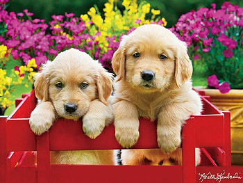 Puppies, golden retriever, dog, puppy, couple, cute, paw, caine HD wallpaper