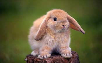 Animals, Rabbits HD wallpaper