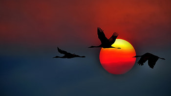 Crane bird , Bird graphy, Nature's marvel, Feathered beauty HD wallpaper