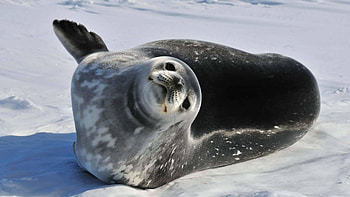 Antarctic weddell seal, Pristine wilderness, u, Stunning polar landscape HD wallpaper