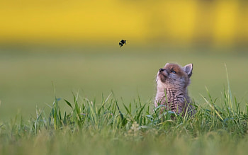 Fox, animal, grass, bee HD wallpaper