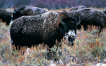 Animals, Snow, Horns, Bison, Aurochs HD wallpaper