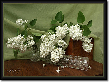 still life 1, art , still life, table, glass vase, box, pretty, white flowers HD wallpaper