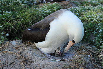 Wisdom of albatross, Conservation efforts, Global population, Inspiring resilience HD wallpaper