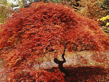 japanese maple , japanese, maple HD wallpaper