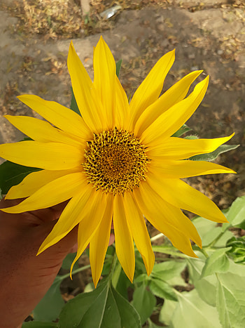 Sun flower, sky, petal HD phone wallpaper