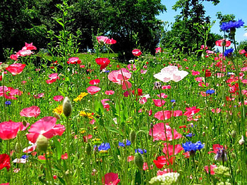 Wild Flowers, colorful, flowers, wild HD wallpaper
