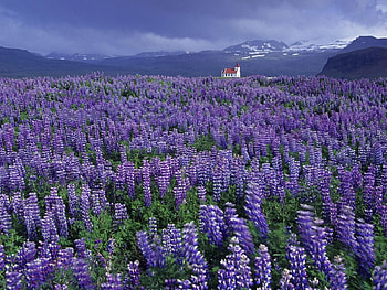 Plants, Landscape, Flowers, Grass, Heather HD wallpaper