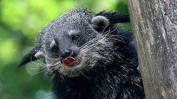 Binturong, Wildlife of China, Bearcat, Buttered popcorn smell HD wallpaper