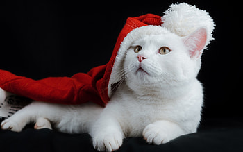 Christmas cat, animal, white, black, craciun, christmas, red, card, cat, paw HD wallpaper