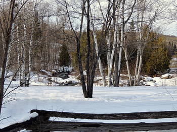 Winter Birch, Winter, graphy, Snow, Trees, Nature, River HD wallpaper