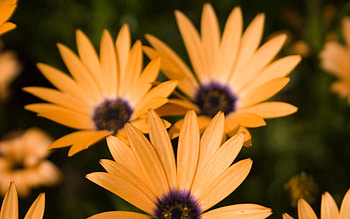 Flowers, Petals, Three HD wallpaper