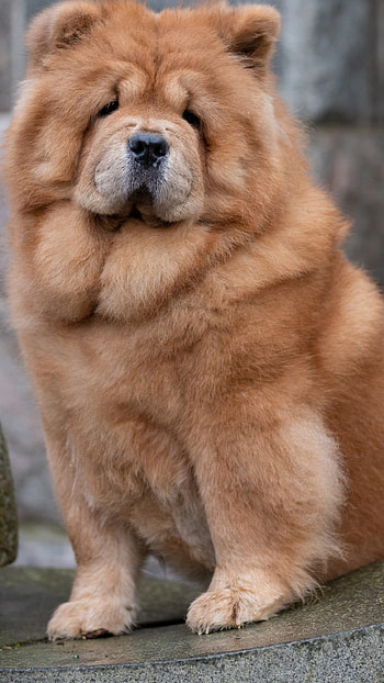 Chow Chow, Dog , Backgrounds HD phone wallpaper