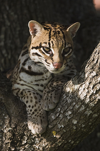 Ocelot, Reintroducing ocelots, Texas range, Native habitat HD phone wallpaper