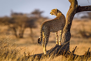 Cheetah research project, Conservation efforts, Wildlife publication, Important news HD wallpaper