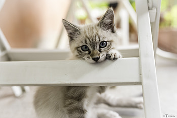Animals, Cat, Kitty, Kitten, Pet, Grey HD wallpaper