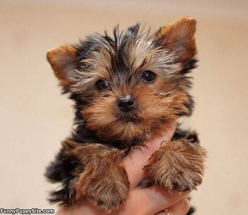 AWW SO CUTE, sweet, cute, puppy, tiny HD wallpaper