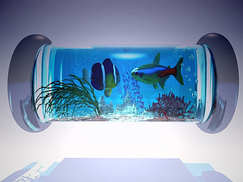 Fish pool, fish, 3d HD wallpaper