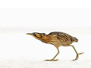 Cool Bird, cool, beautiful, bird HD wallpaper