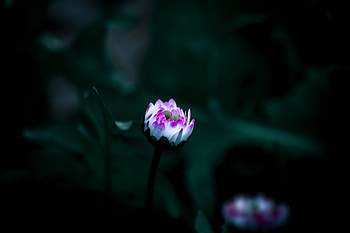Flowers, Flower, Dark, Bud, Small, Dissolves, It's Coming Down HD wallpaper