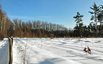Winter, Nature, Trees, Grass, Sky, Snow, Field, Shadows, Fencing, Enclosure, I See, Clear, Azure HD wallpaper