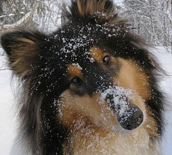 It's so cold, dog, color, expression, , new HD wallpaper