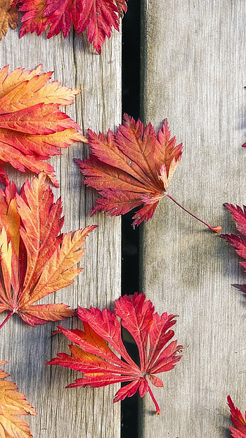 Maple leaves, Nature's artistry, Fall foliage, Vibrant colors HD phone wallpaper