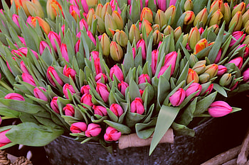 Tulip basket, flowers, colorful HD wallpaper