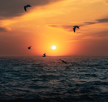 Sunset, sun, birds over sea, nature HD wallpaper
