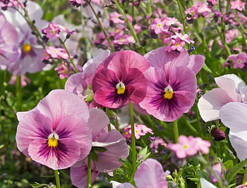 Pink Pansy Garden, garden, flowers, pink pansy HD wallpaper