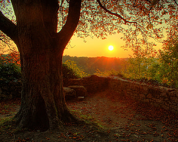 stunning sunset, bright, fall, autumn, sky, sun, sunset, beauty, tree HD wallpaper