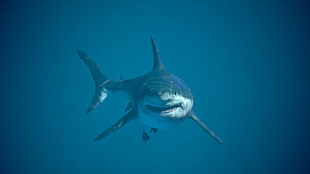 Great white shark, ArtStation HD wallpaper