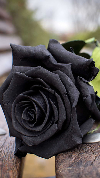 Rose, Matte Black HD phone wallpaper