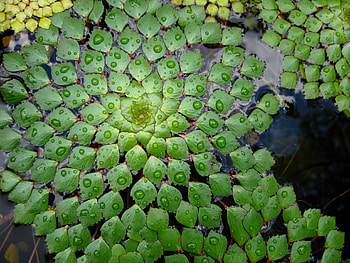 Leaves, water drops, pattern HD wallpaper