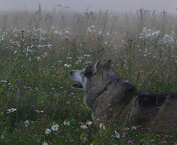 Foggy morning, meadow, morning, wolf, foggy HD wallpaper