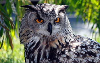 Owl, Animals, Bird, Eyes HD wallpaper