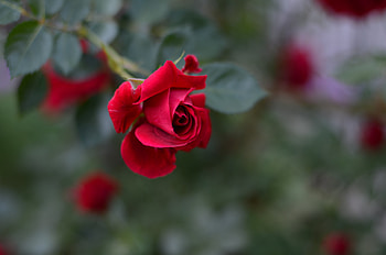 Rose, Bud, Flower, Red HD wallpaper