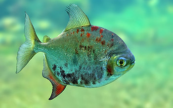 Animals, Scale, Scales, Fish, Brilliant, Shiny HD wallpaper